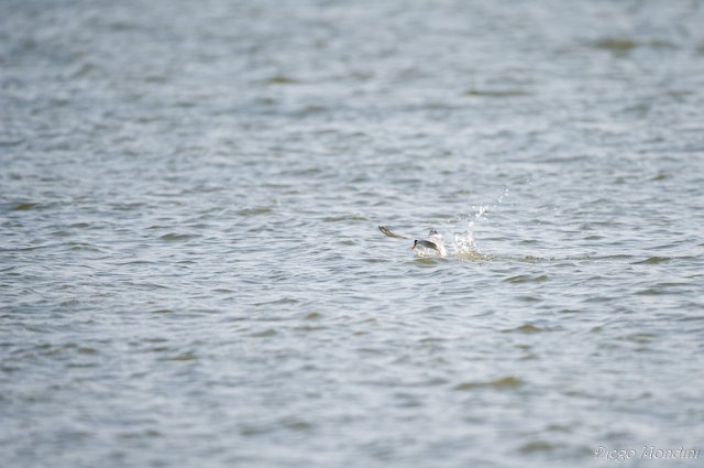 DeltaPo_Boccasette_2012lug9_dm 106.jpg